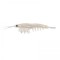 Okiami Shrimp L - Pearl White