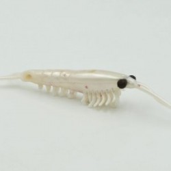 Okiami Shrimp M - Pearl White