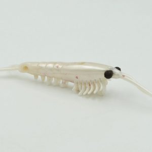 Okiami Shrimp M - Pearl White